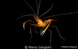 Mediterranean Stenopus - night dive by Marco Gargiulo 